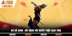 Đá gà Au88 sôi động với nhiều trận kịch tính