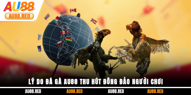 Lý do Đá Gà AU88 thu hút đông đảo người chơi